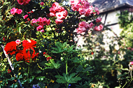 tl_files/garten/gaerten/strehlen/garten2litt.jpg